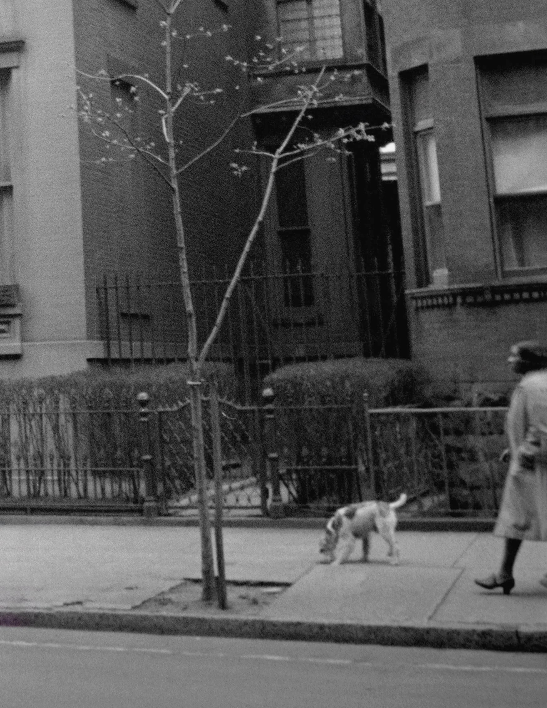 114 Willow Street Brooklyn 02 crop.jpg