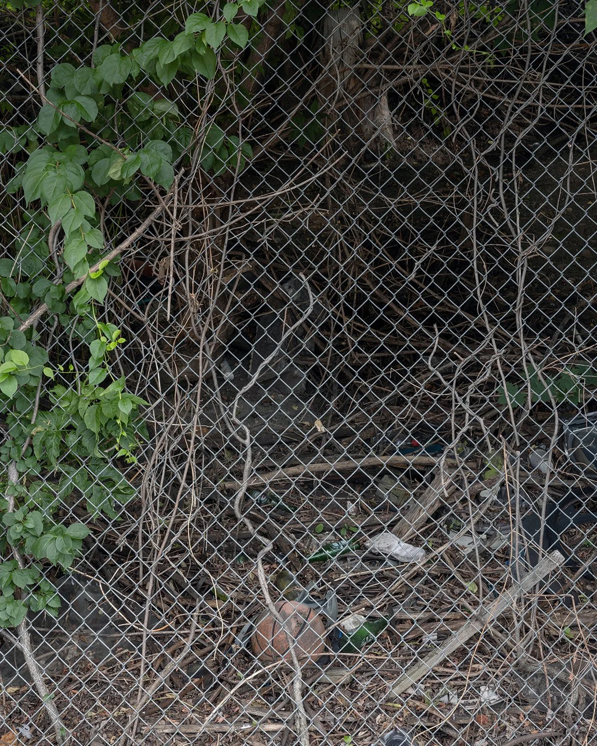 20250718 DSCF3882 1200 x 1500 crop.jpg