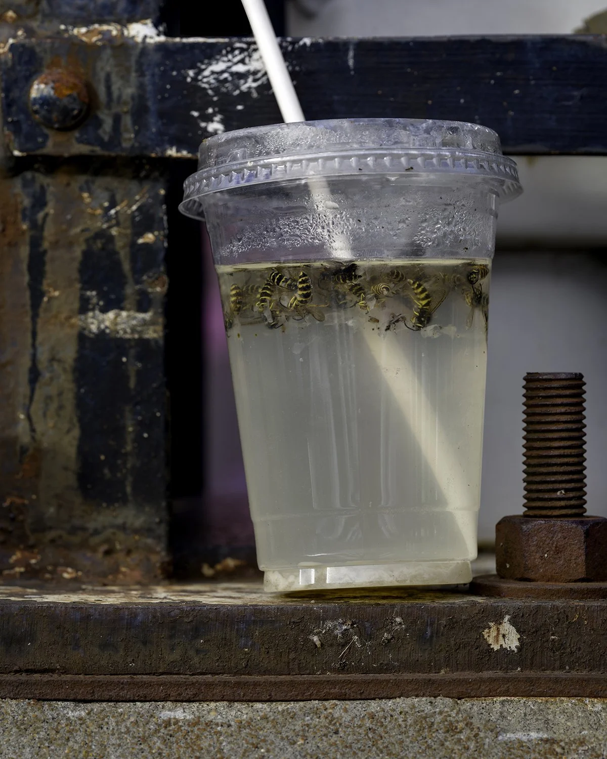 20251025 DSCF0613 1200 x 1500 crop.jpg