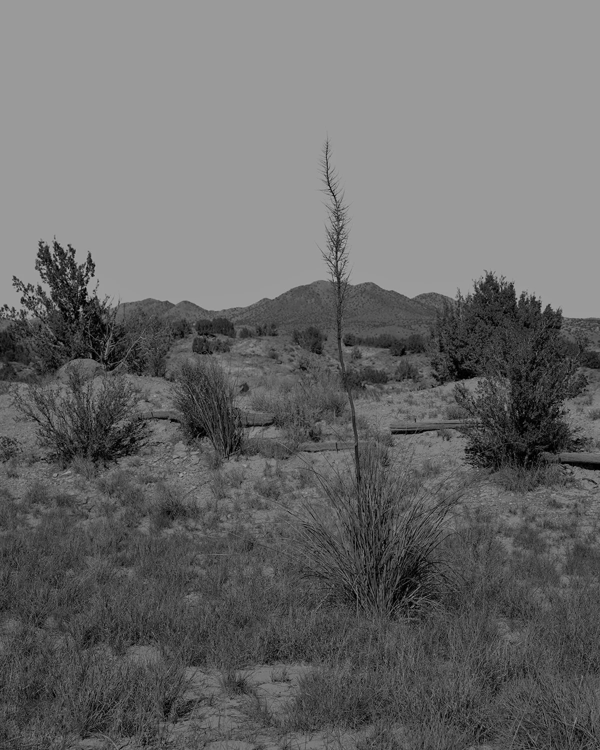 20261015 DSCF9146 bw darker 1200 x 1500.jpg