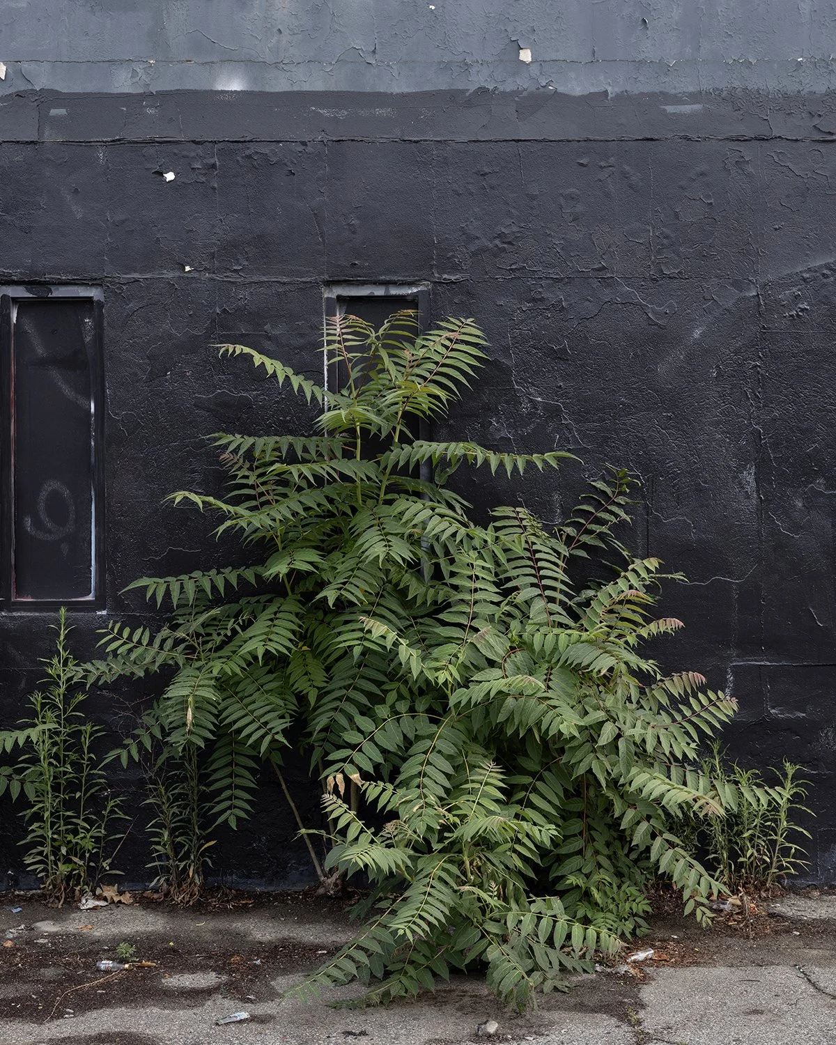 20250608 DSCF2250 1200 x 1500 crop.jpg