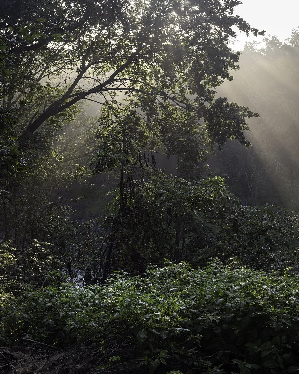 20250728 DSCF4353 1200 x 1500 crop.jpg