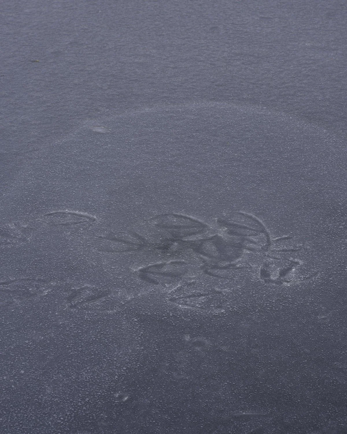 20260213 DSCF3523 1200 x 1500.jpg