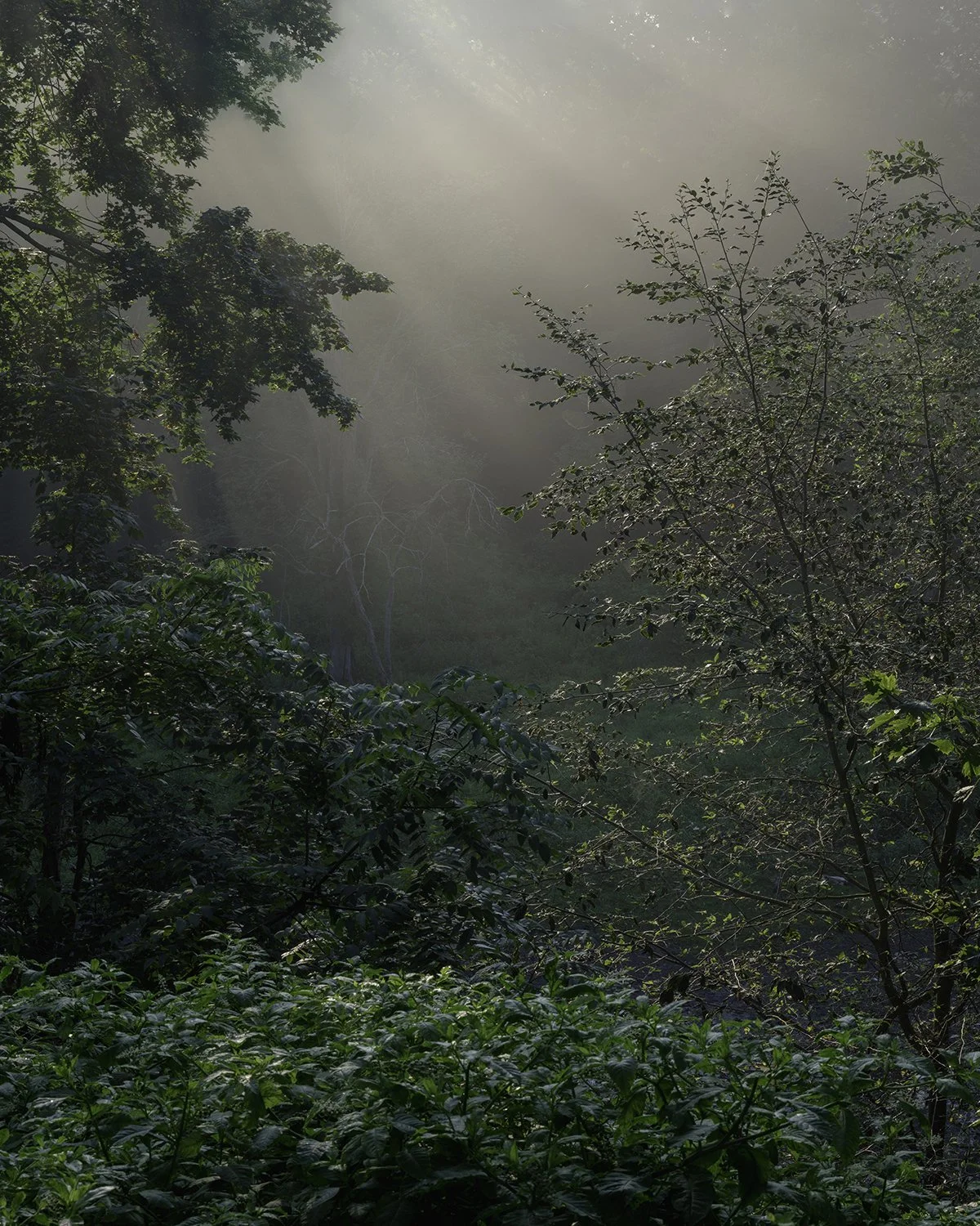 20250728 DSCF4369 1200 x 1500 crop.jpg