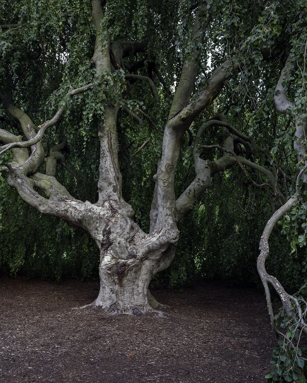 20250623 DSCF2888 1200 x 1500 crop.jpg