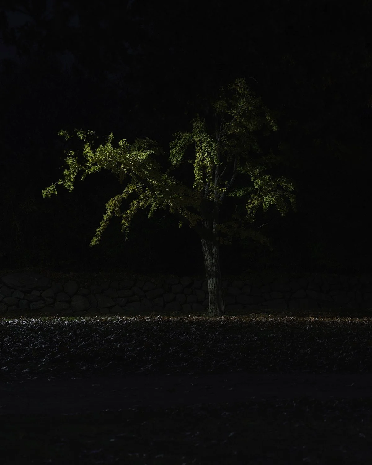 20251106 DSCF1242 1200 x 1500.jpg