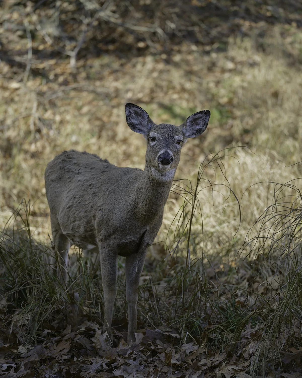 20251119 DSCF2054 1200 X 1500.jpg