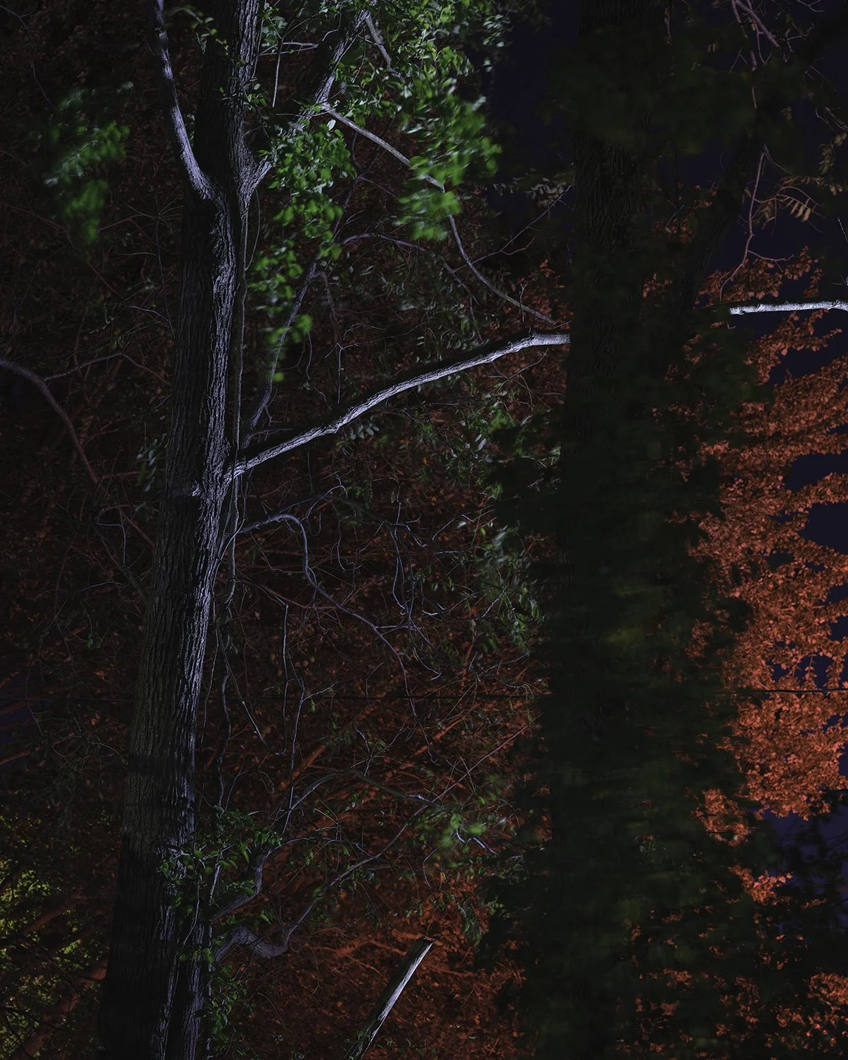 20250928 DSCF6503 1200 x 1500 crop.jpg