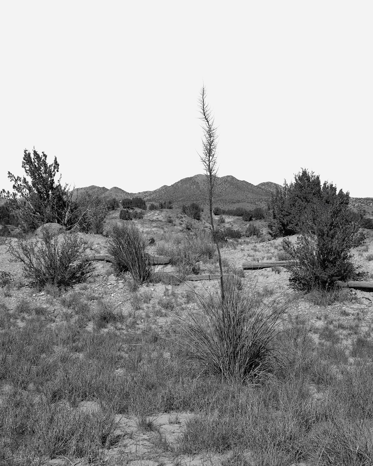 20261015 DSCF9146 bw 1200 x 1500.jpg