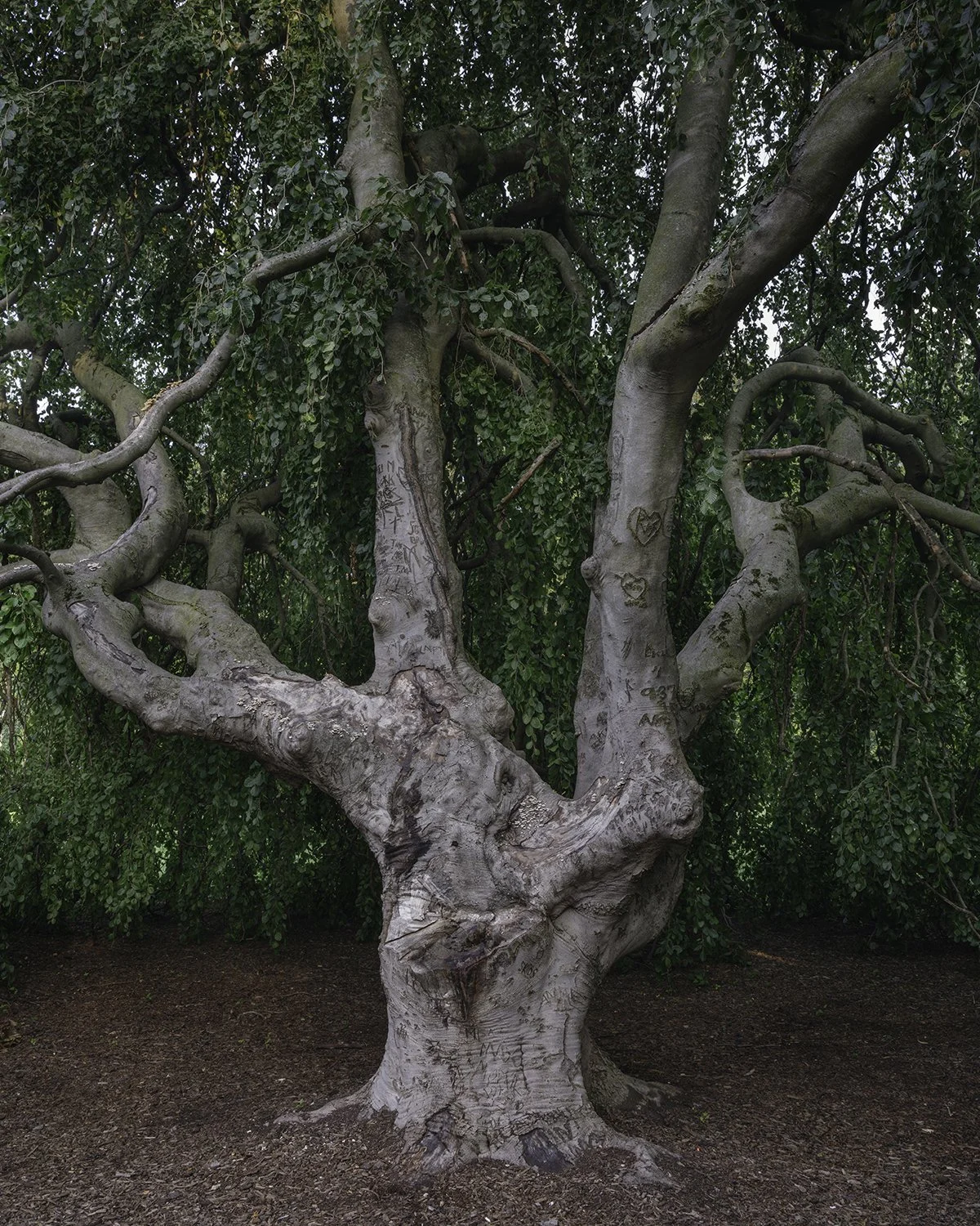 20250623 DSCF2935 1200 x 1500 crop.jpg