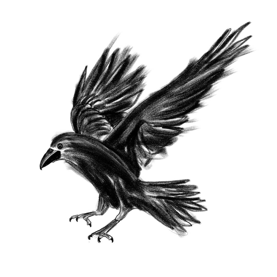 Isolation Illustrations will be an entire chapter in my memoir. Quick Covid Corvid, for @theclairegeist