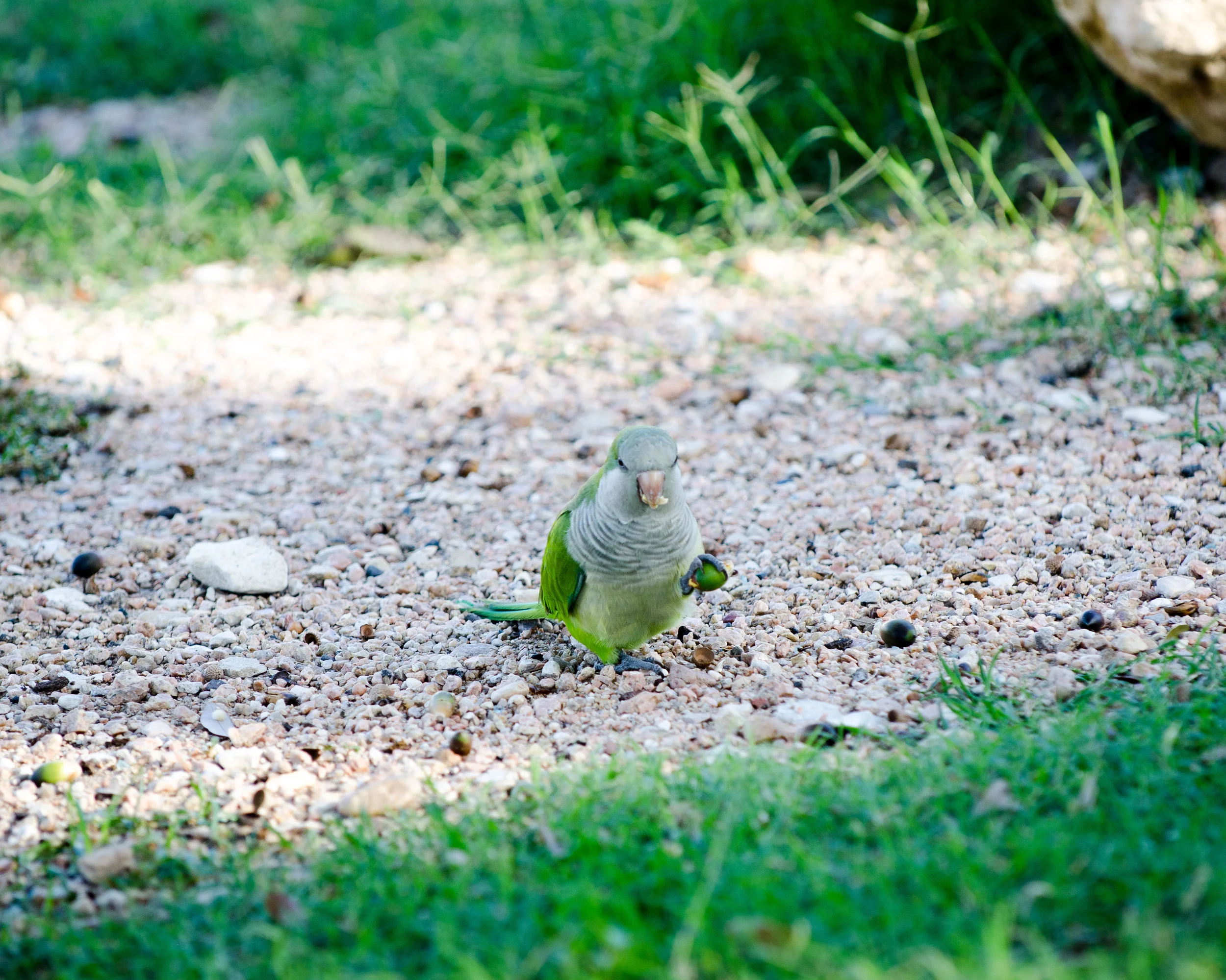 Monk Parakeet Austin, TX (2013)