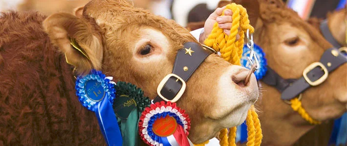 WESTCOMBE DAIRY AT THE ROYAL BATH & WEST SHOW