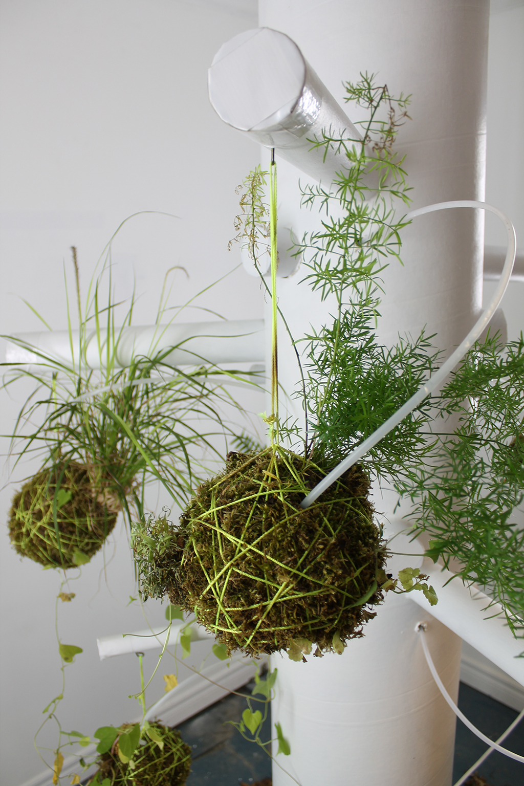 Kokedama 4  (2).jpg