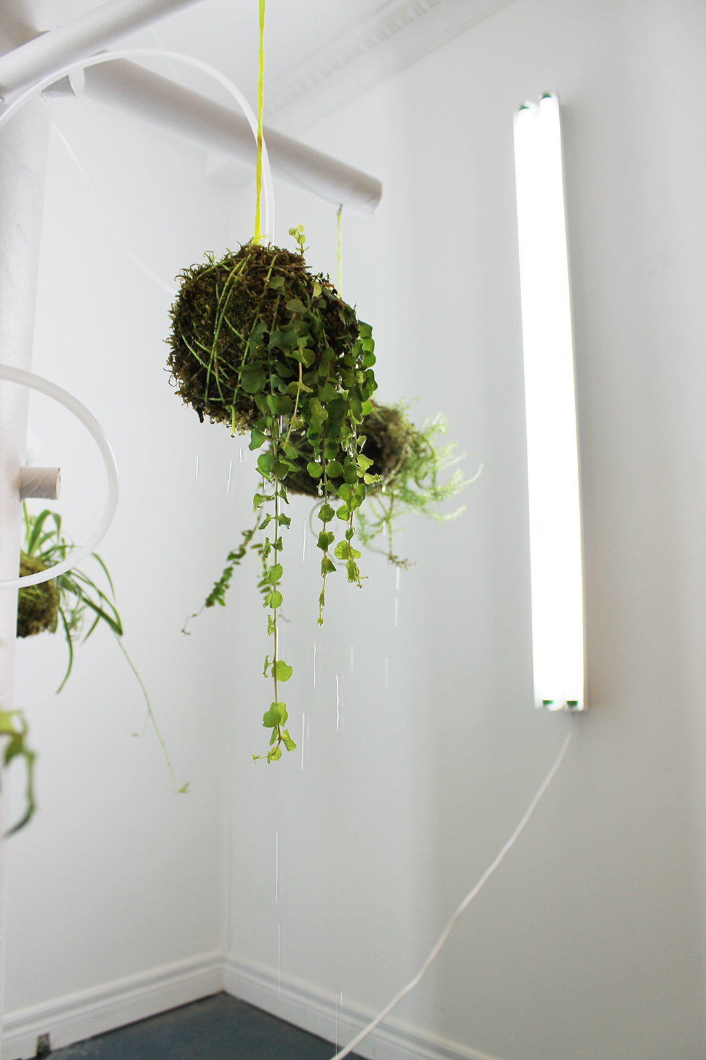 Kokedama 8 (2).jpg