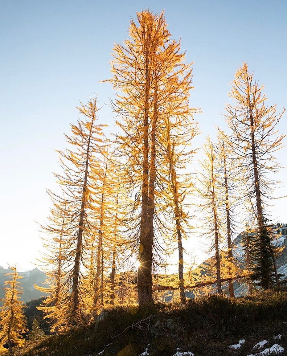 Golden larches and sunrises for the win ✨🙌🏼☀️. We recently planted a couple of larch saplings at Tye Haus 🤞🏼. Photo by guest @kristiankeenen