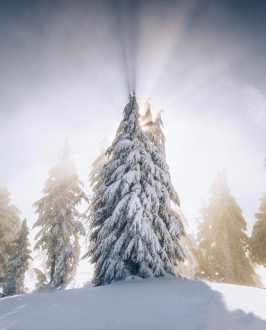 Timing  and snow capped trees 🤗. Photo credit: @elliothawkey 👌🏼. Snow is falling and we have a brand new waitlist in our profile @tyehaus 👆🏼