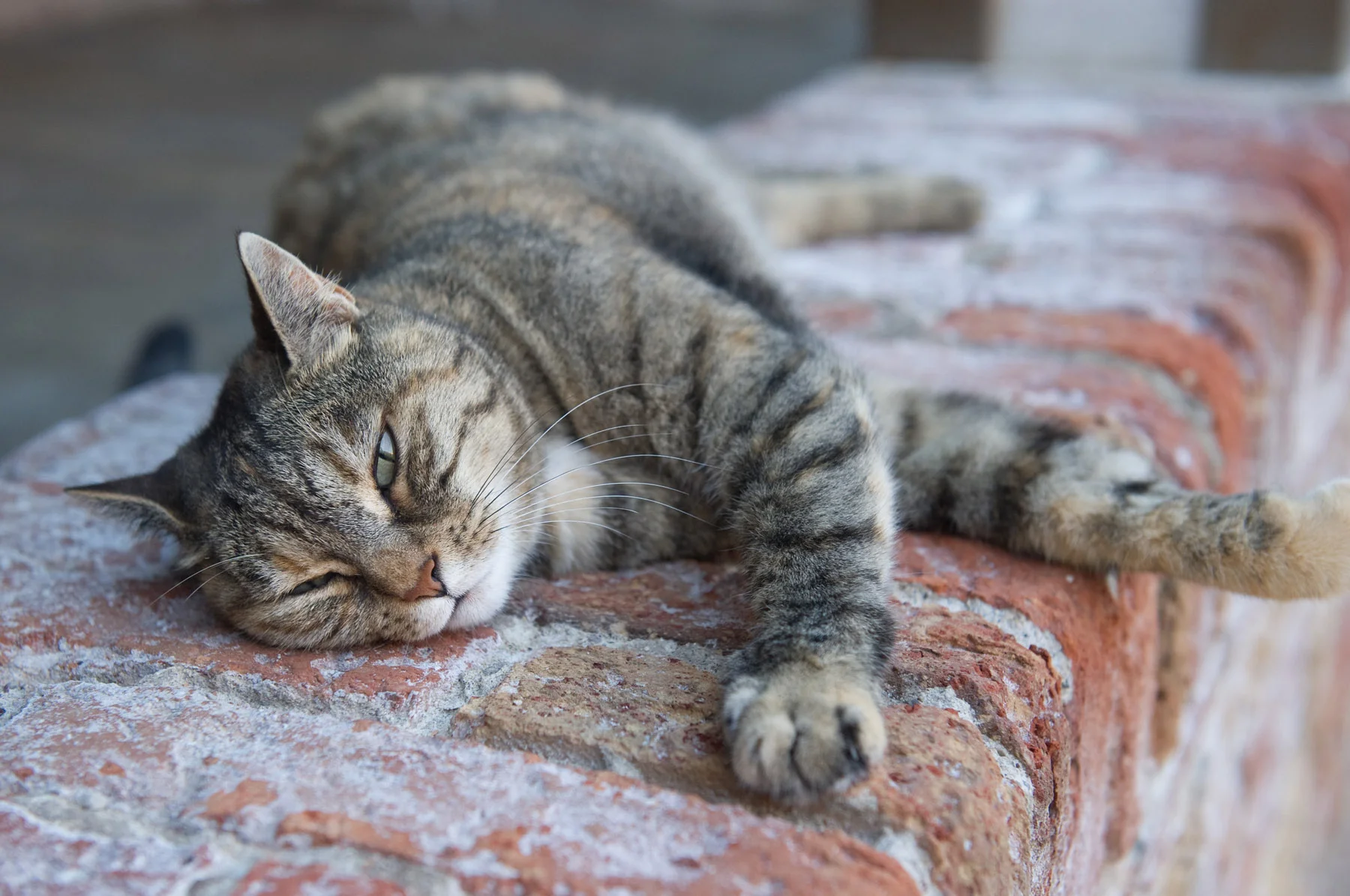 Venetian Cats 002.jpg