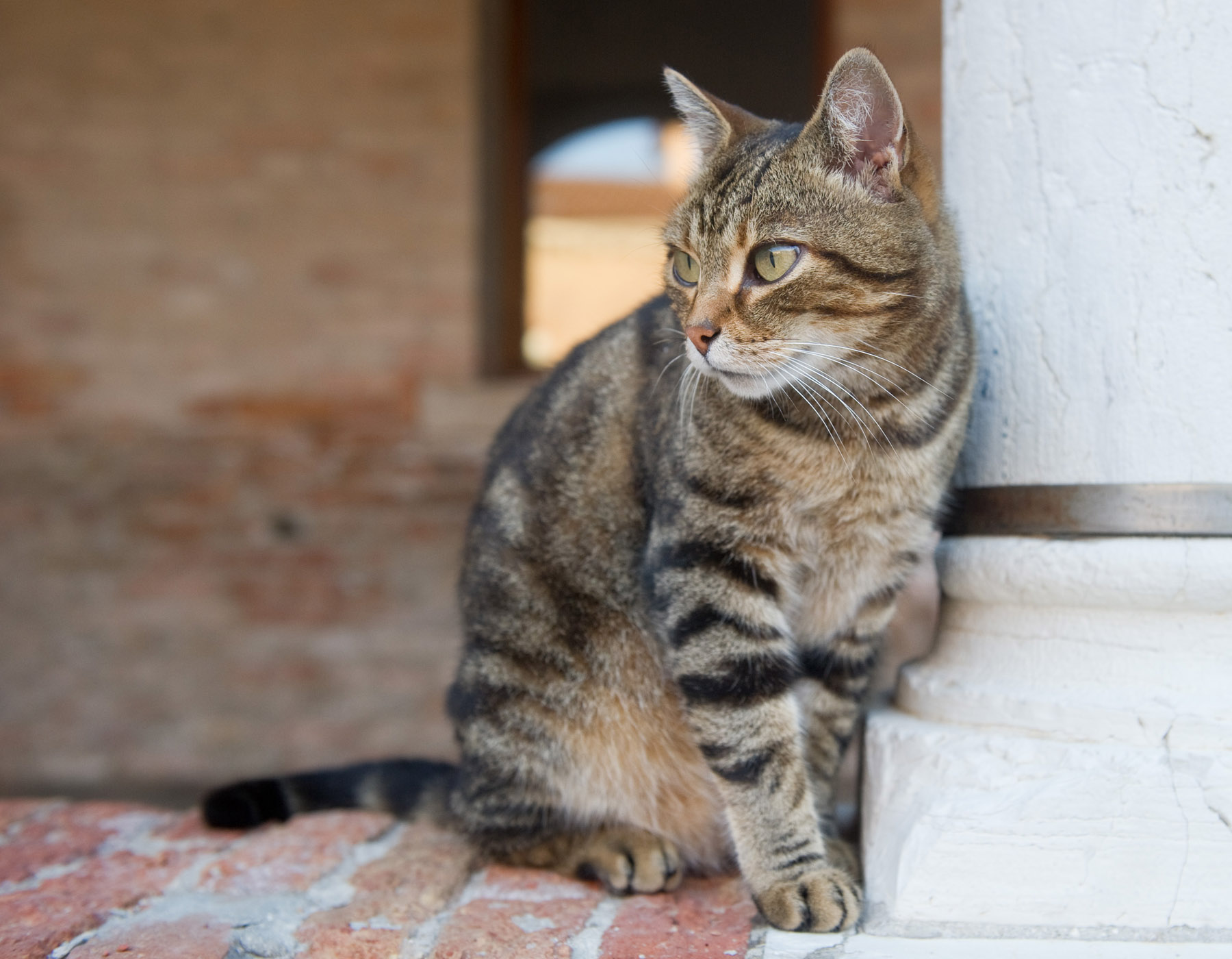 Venetian Cats 003.jpg