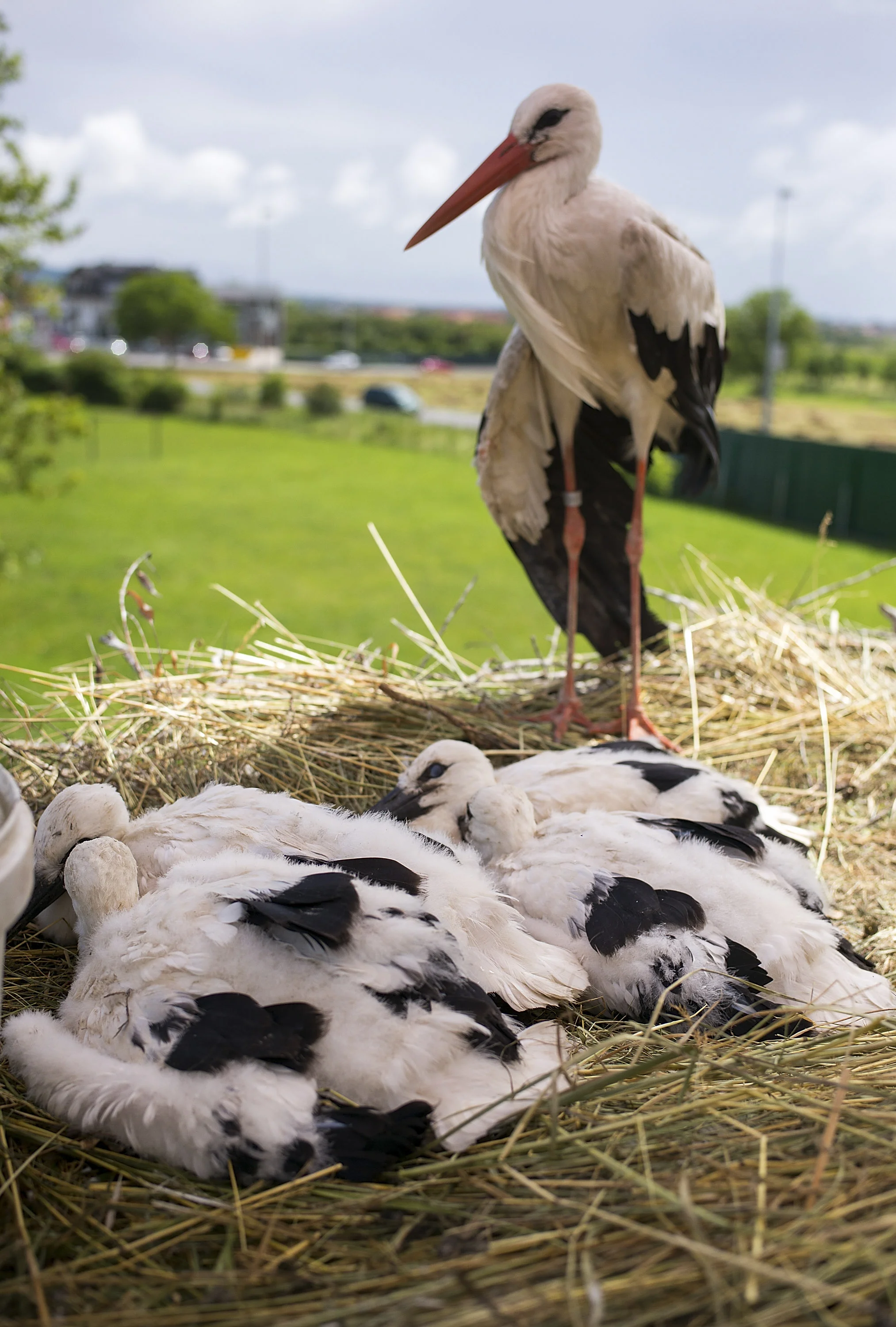 BRODSKI VAROS, CROATIA - JUNE 20: Malena keeps an eye on her stork chicks on June 20, 2016 in Brodski Varos, Croatia. Stjepan Voki� has been taking care of Malena for 22 years, after an Italian hunter broke her wing and she hasn't flown since. Storks Malena and Klepetan have remained a couple for over 20 years, each spring Klepetan migrates 13,000 kilometers alone to be with Malena. (Photo by Marco Secchi/Getty Images)
