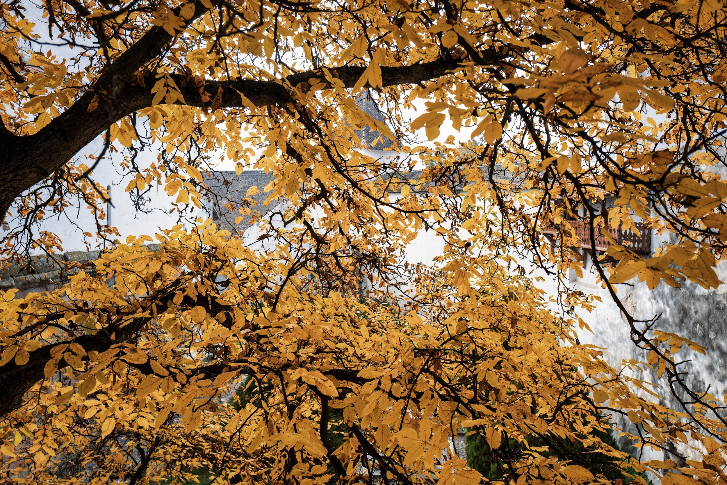 L1400617 copy.jpg