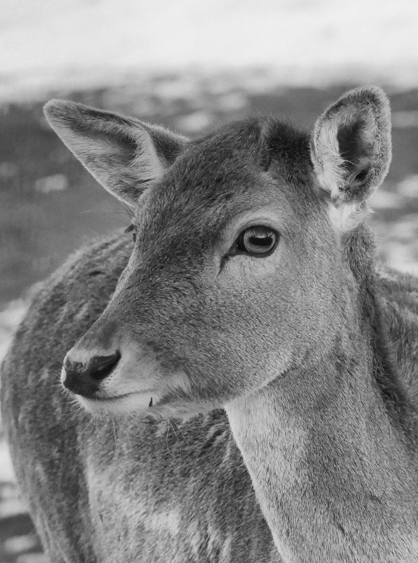 Soft winter light, steady breath, and one calm pause in the woods captured with my Leica. Moments like this remind me why patience always pays off.

#LeicaPhotography #LeicaM #LeicaLovers #WildlifePhotography #NatureLovers #WinterLight #MonochromeMag