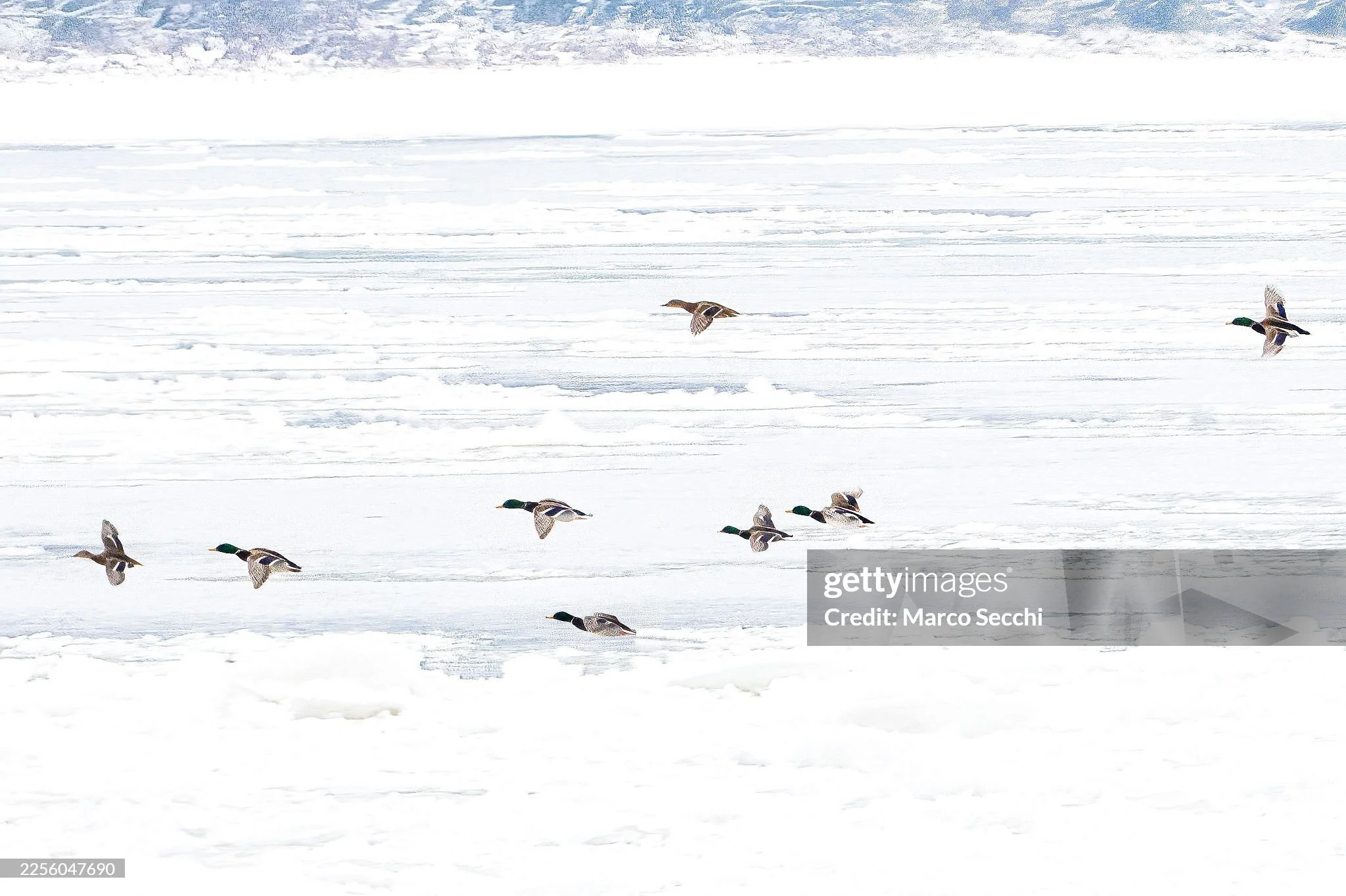 A river in winter becomes a blank page.
The ice smooths out the noise, the snow deletes the unnecessary, and the world suddenly feels lighter.
Then a small flock crosses the frame, and the whole landscape wakes up for a second, as if to say, &ldquo;I