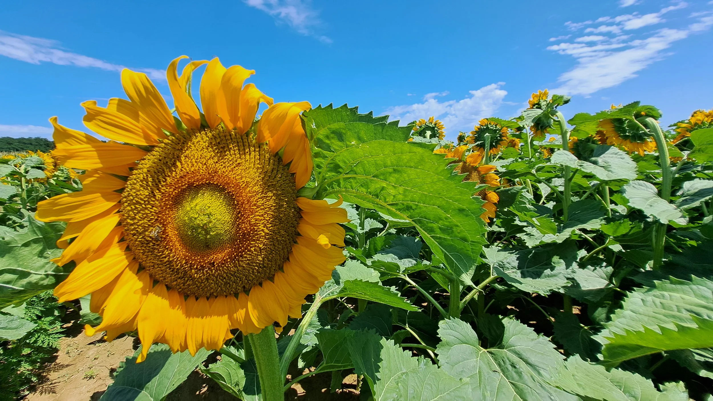 &ldquo;Let crazy life rush headlong on the highway for others; we shall contemplate the sunflowers, watch them sprout, blossom, fade away. Yesterday they were still giants, but now, in autumn, they are thatch on the roof.&rdquo; ― Gyula Kr&uacute;dy,