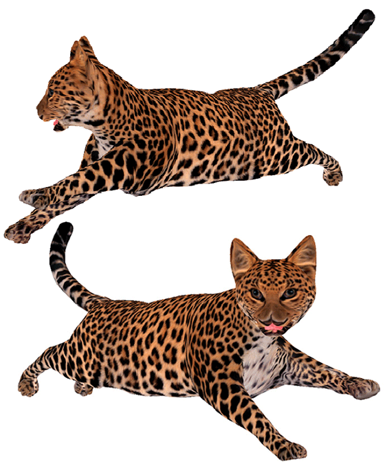 texture-montage-tiger-cat.png
