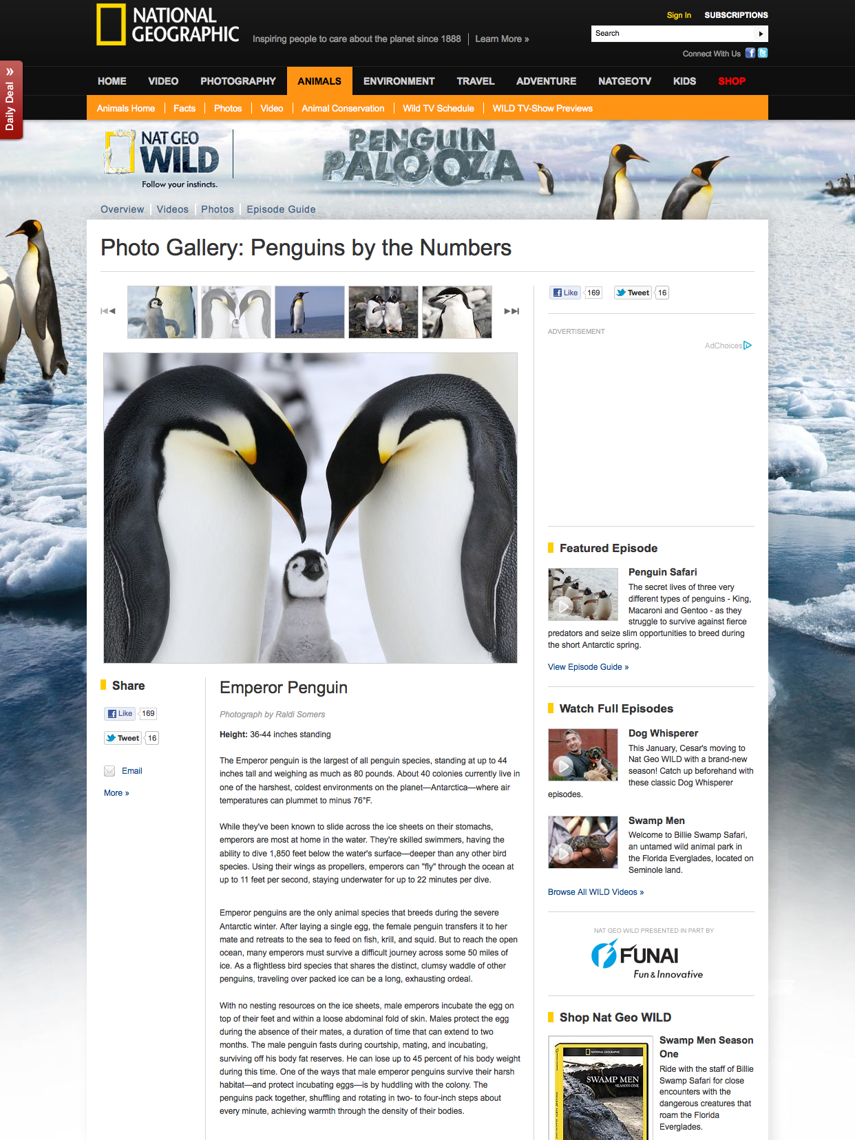 Nat Geo Wild Penguin Palooza