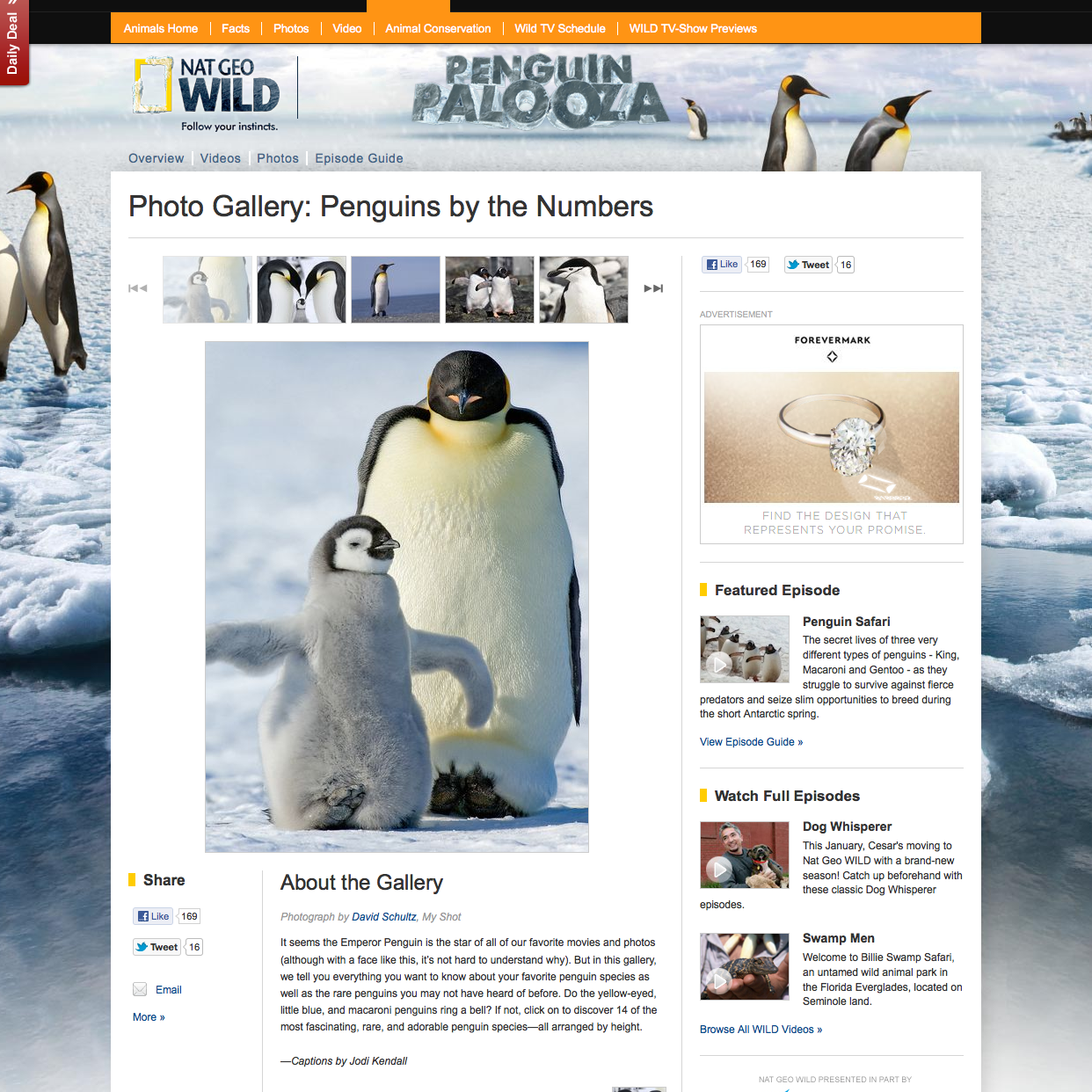 Nat Geo Wild Penguin Palooza