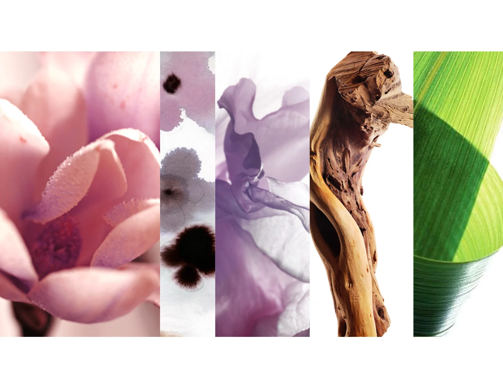 TH_PP_Fragrance03.jpg