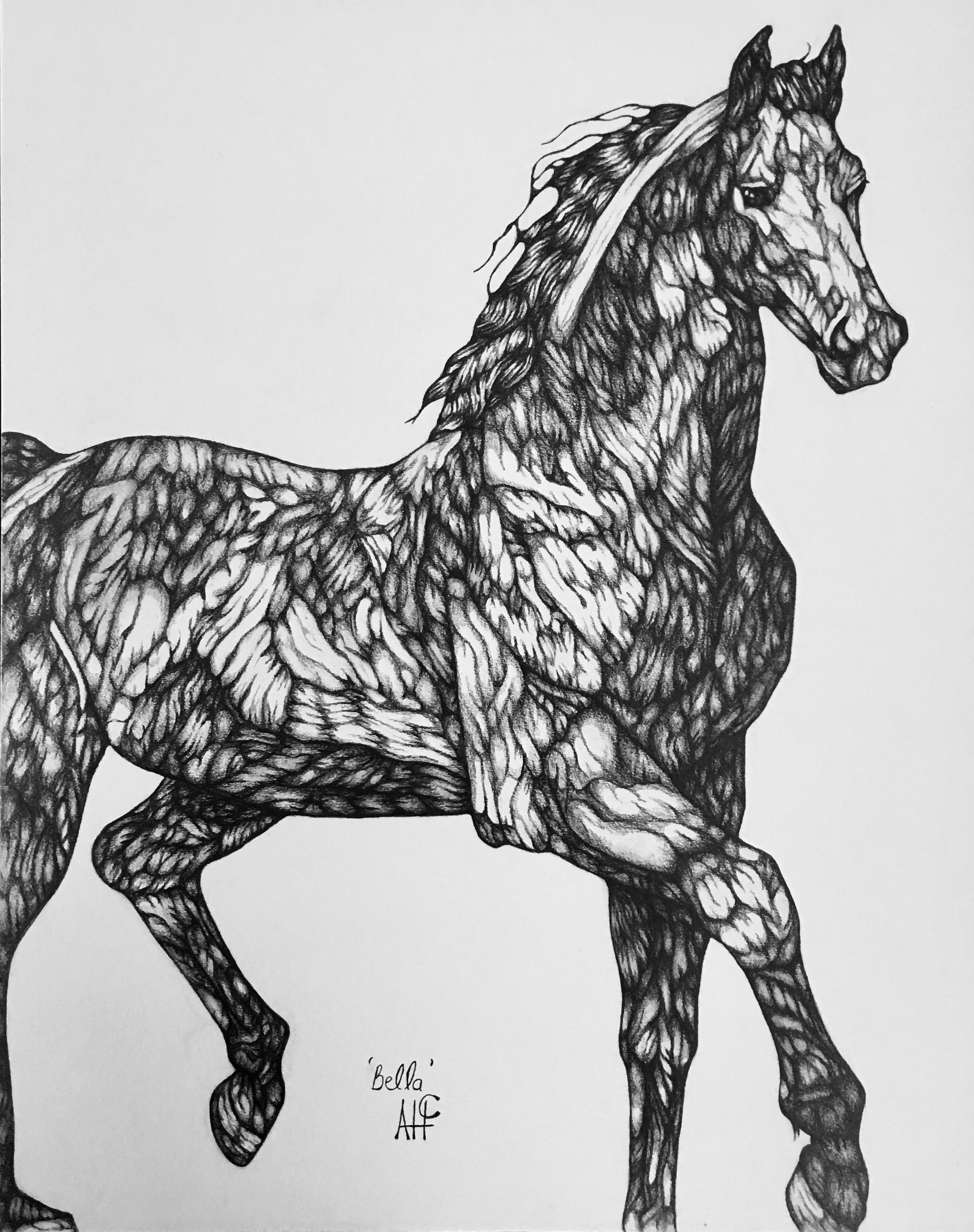 'Bella', 16x20, Graphite, Illustration Board