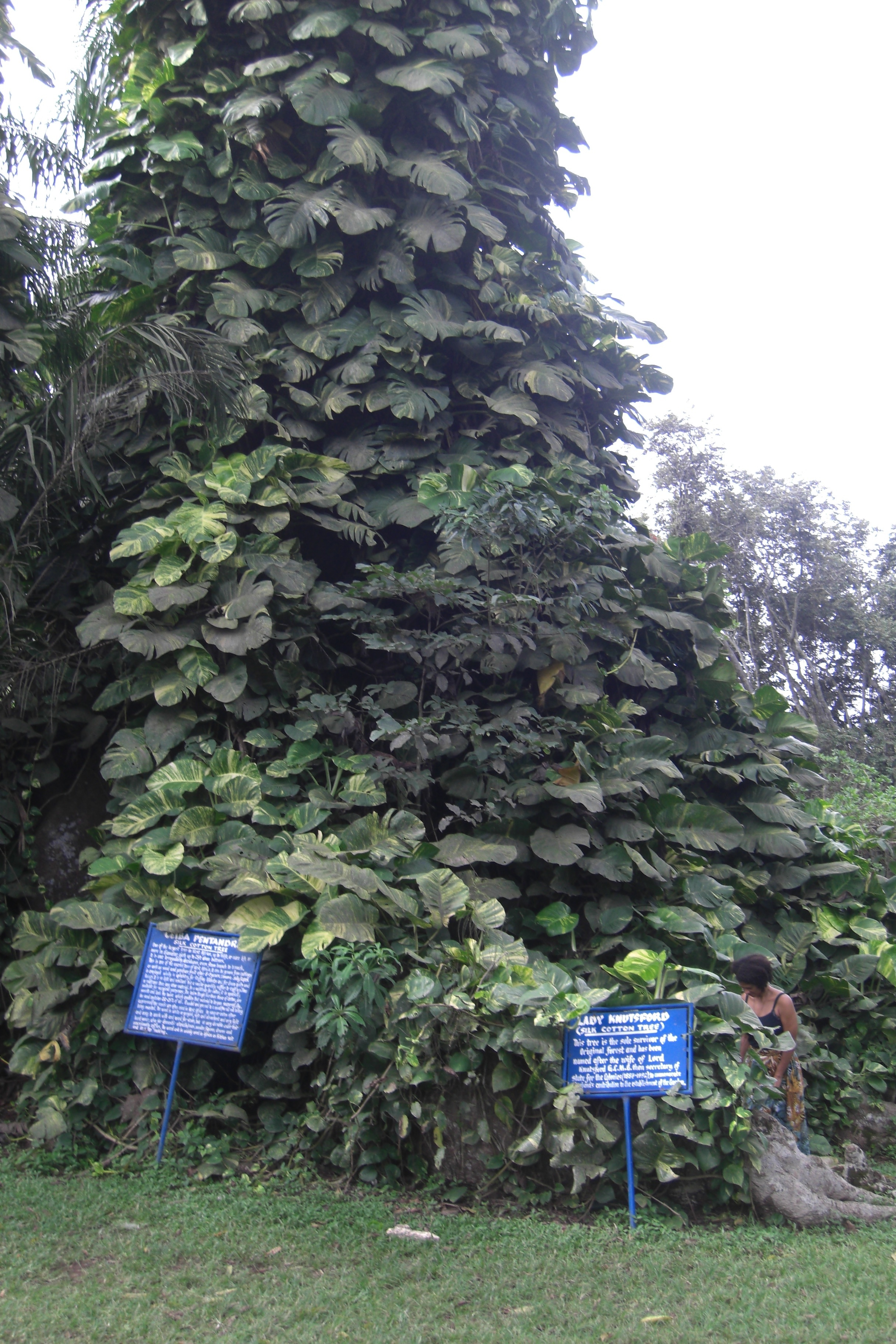 cotton tree large.jpg