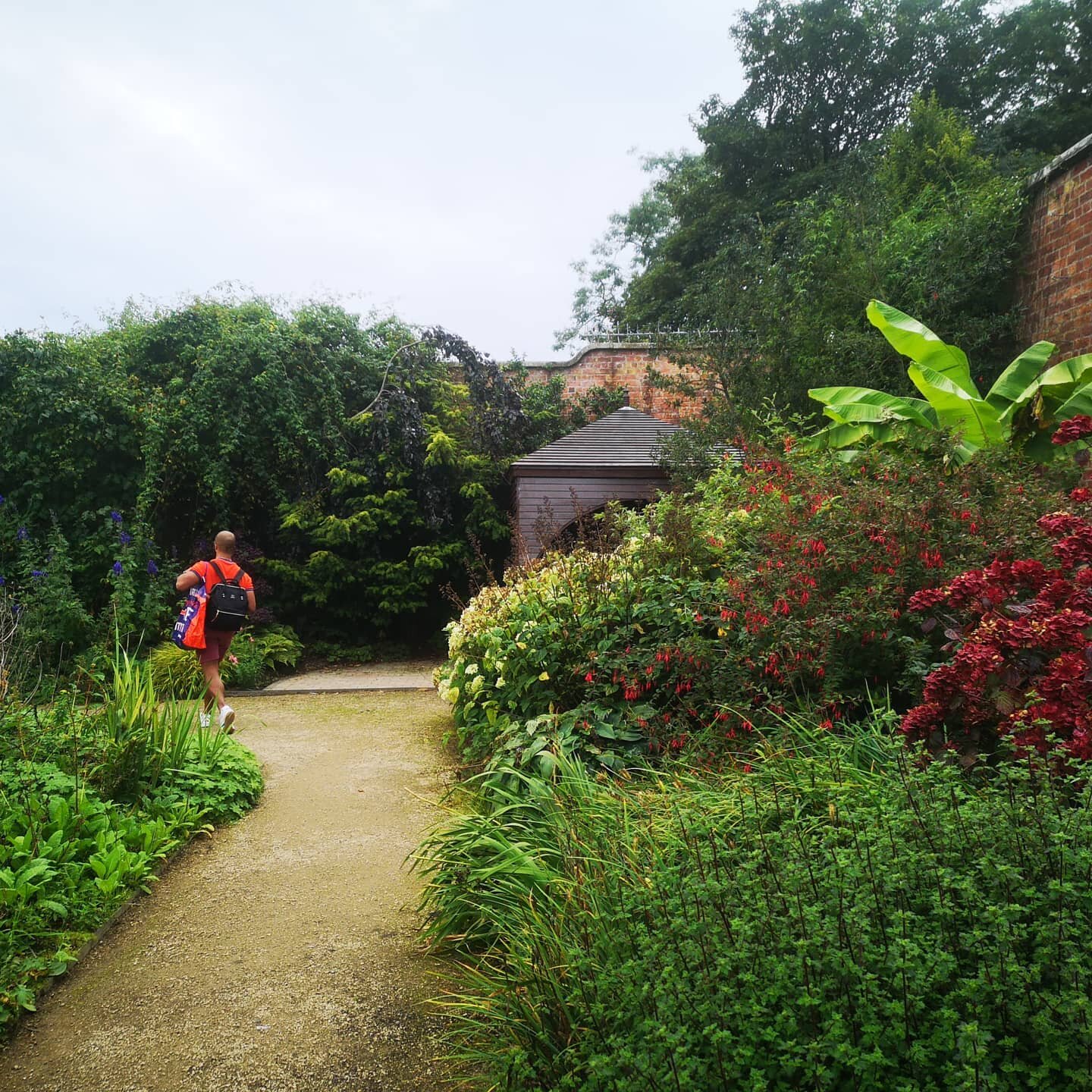 Natural beauty in Bangor, botanical and edible beauty. Found this walled garden with my brother, @eversograpeful...we saw Banana trees just like in Ghana, nestled in with Irisis, like @kelewele_ menswear T-shirt, in Jelly of. We found Pumpkins,fuscia