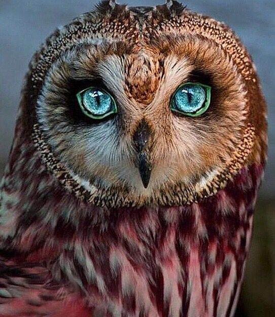 athena owl.jpeg