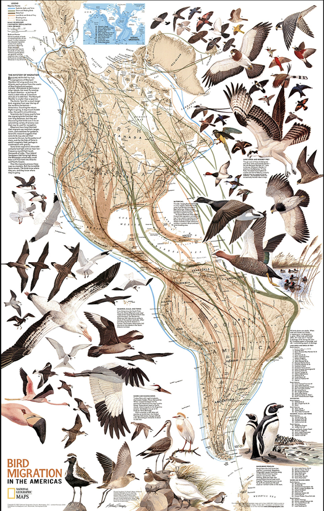 bird migration map.png