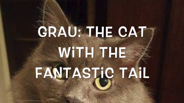 The cat, the art, the call