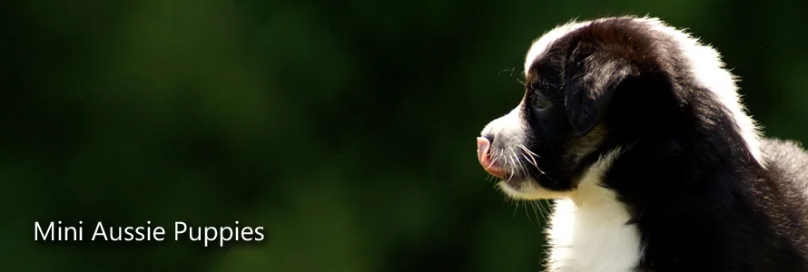 splash-mini-current-pup.jpg
