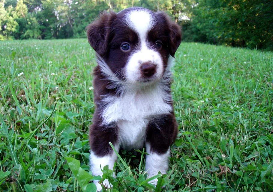 Miniature Australian Shepherd Puppy Female
