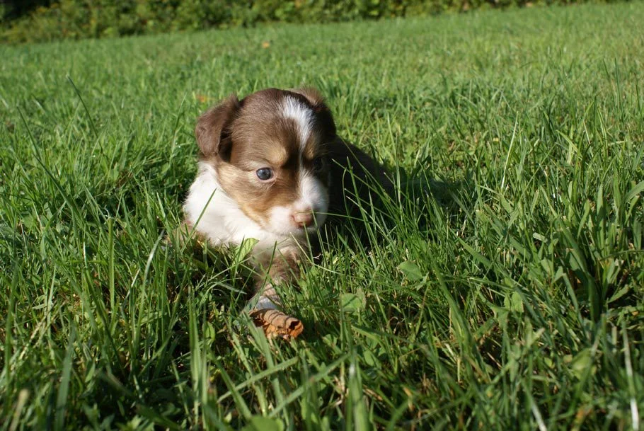 Mini Aussie Puppy Male