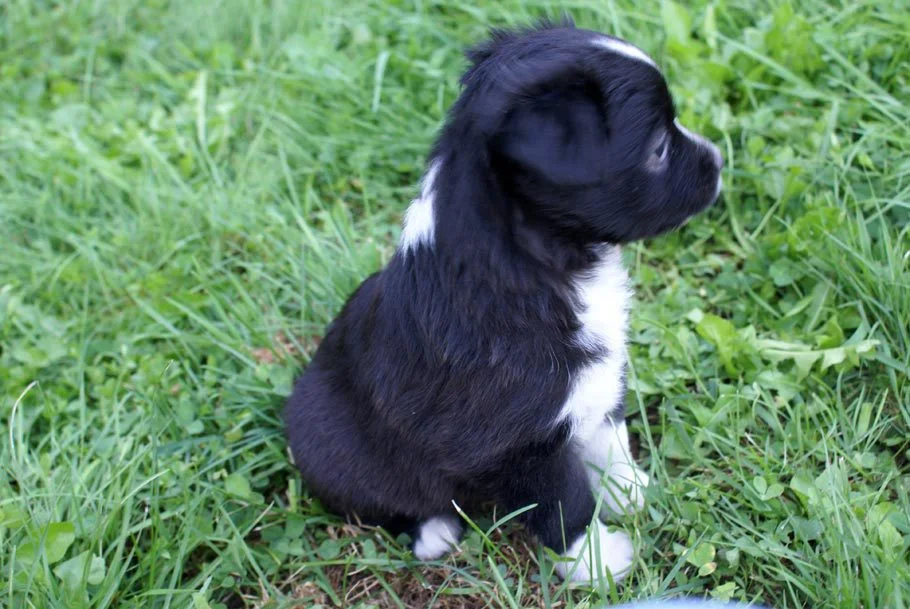 Mini Aussie Puppy Male