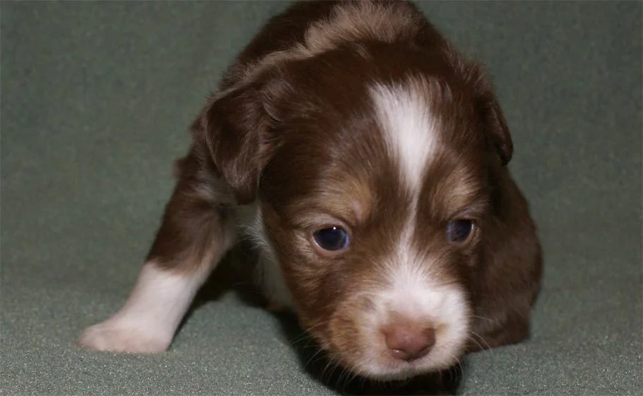Miniature Australian Shepherd Puppy Female