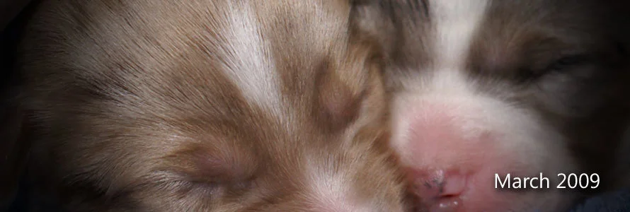 March 2009 Mini Aussie Litter