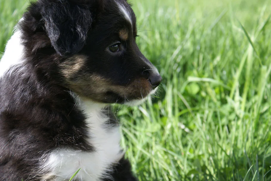 Miniature Australian Shepherd Puppy Male