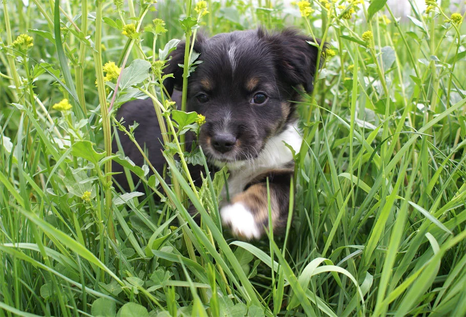 Miniature Australian Shepherd Puppy Male