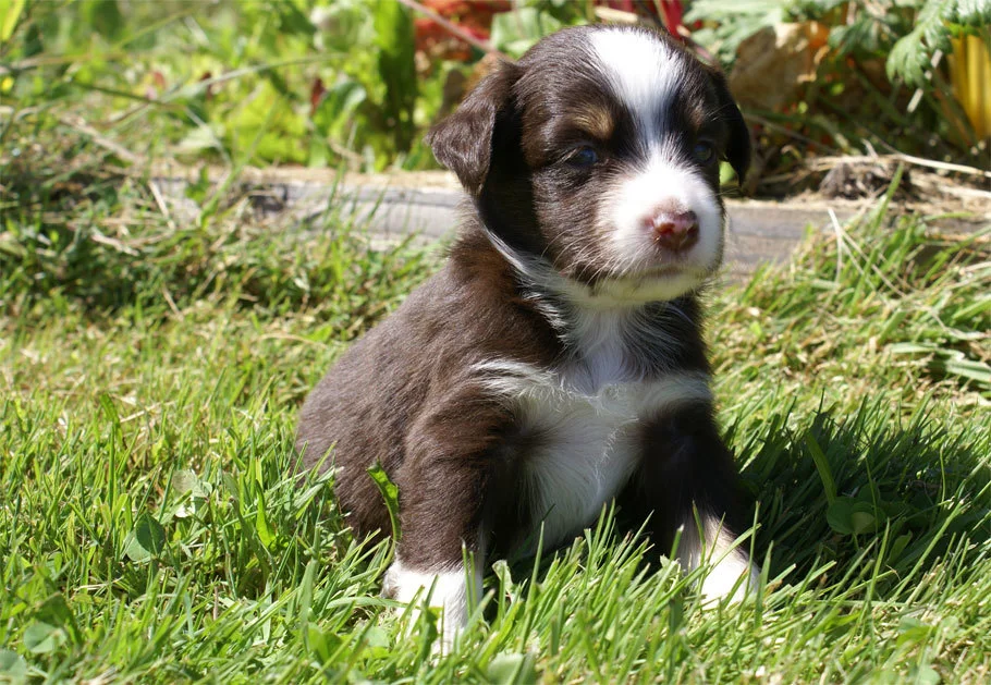 Miniature Australian Shepherd Puppy Male
