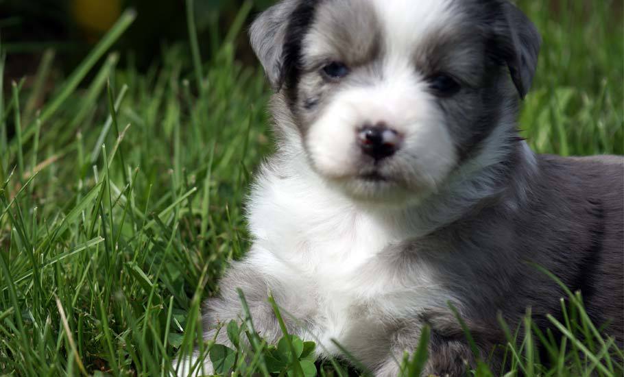 August 2010: Mini Aussie Puppies — Breezemore'S Aussies