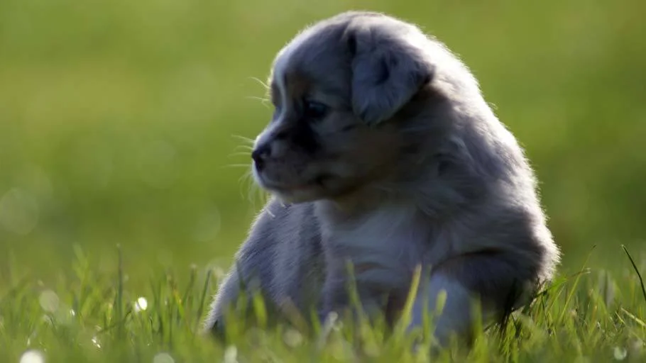 Miniature Australian Shepherd Puppy Female