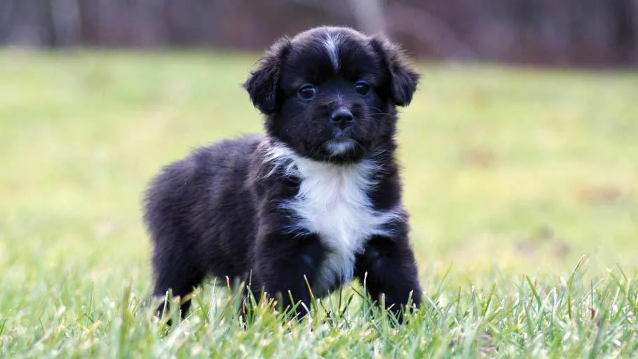 Miniature Australian Shepherd Puppy Black Bi Male